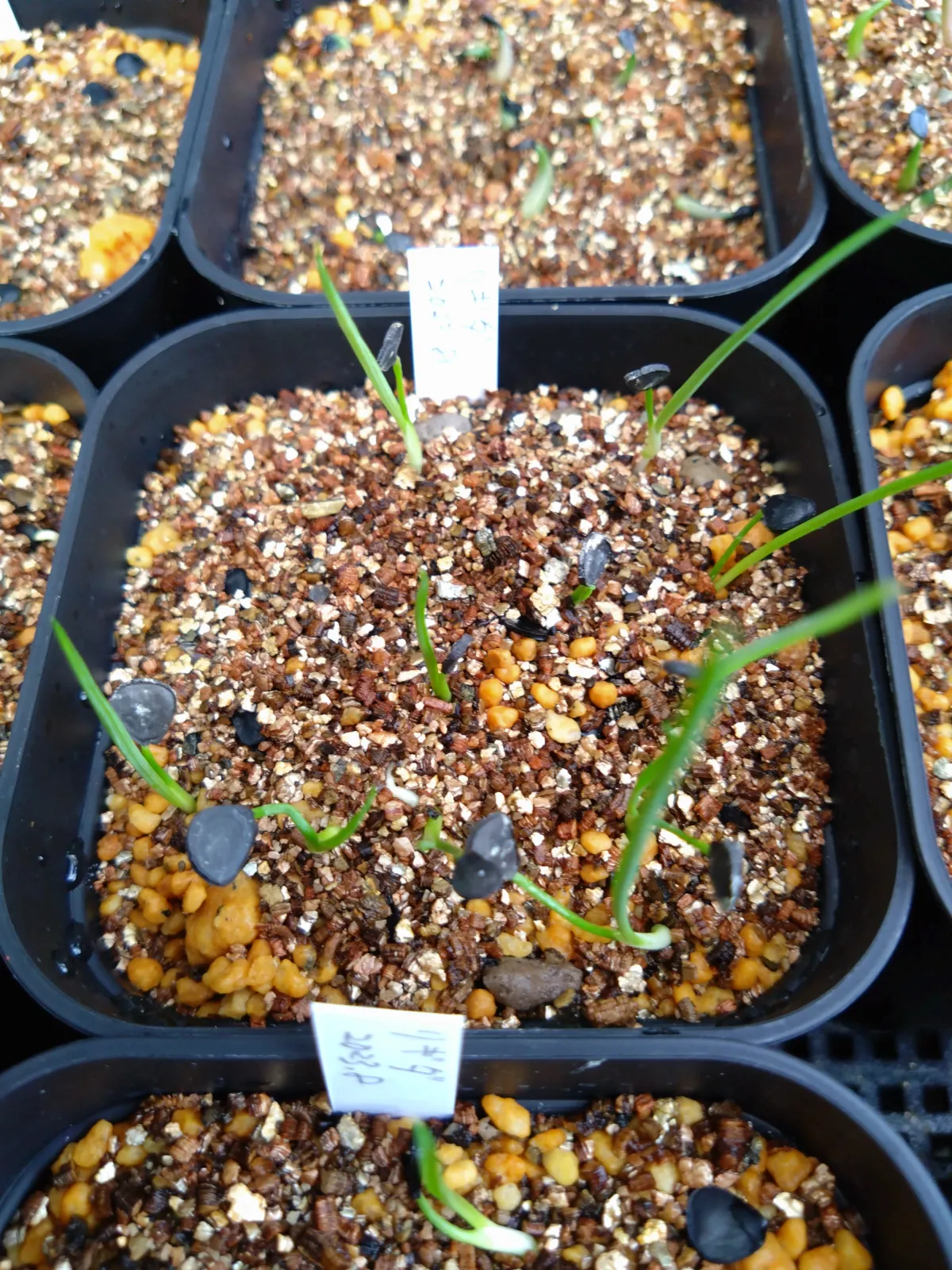 Yucca rigida (ユッカ リギダ)