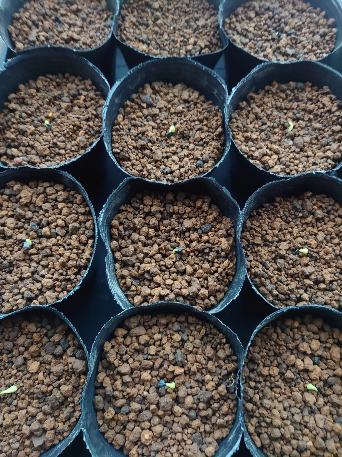 Agave oteroi (アガベ オテロイ)