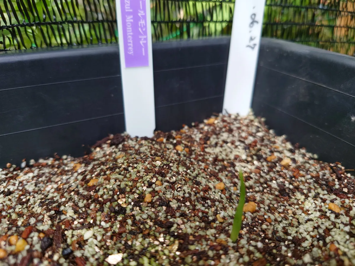 Agave Agave sp 'Azul Monterrey' (アガベ アズールモントレー)