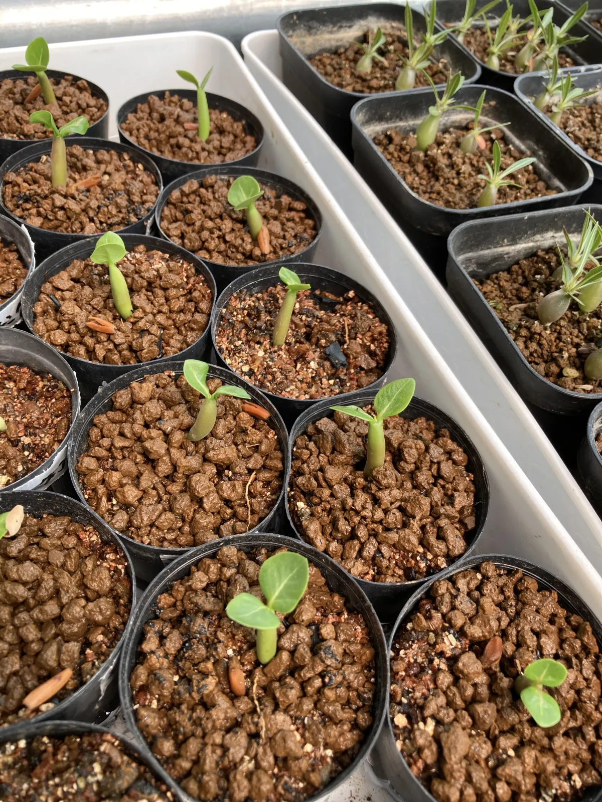 Adenium arabicum (アデニウム エイリアン)