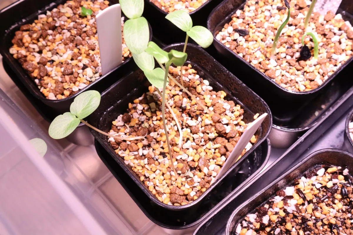 Fouquieria formosa (フォークイエリア フォルモサ)