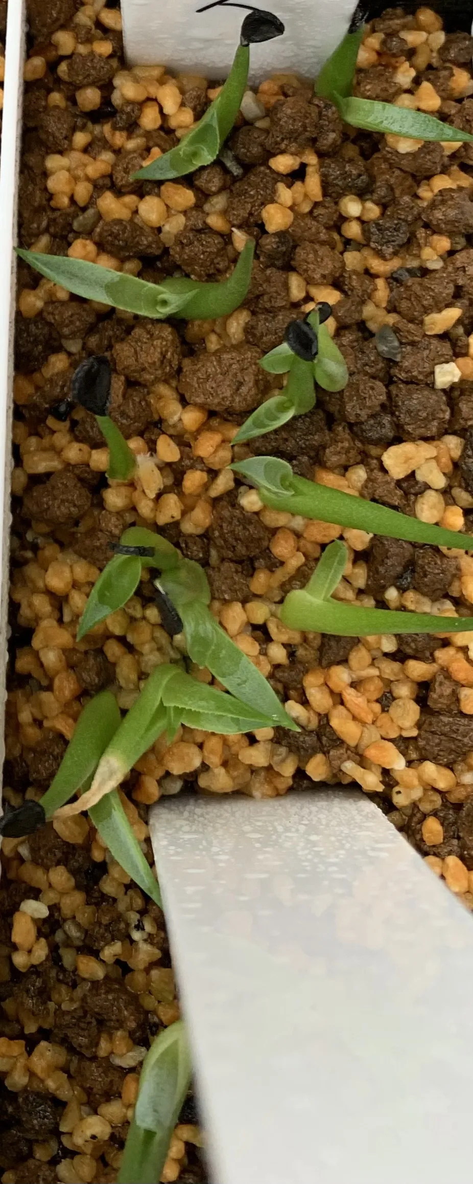 Agave utahensis ssp. utahensis (アガベ ユタエンシス)