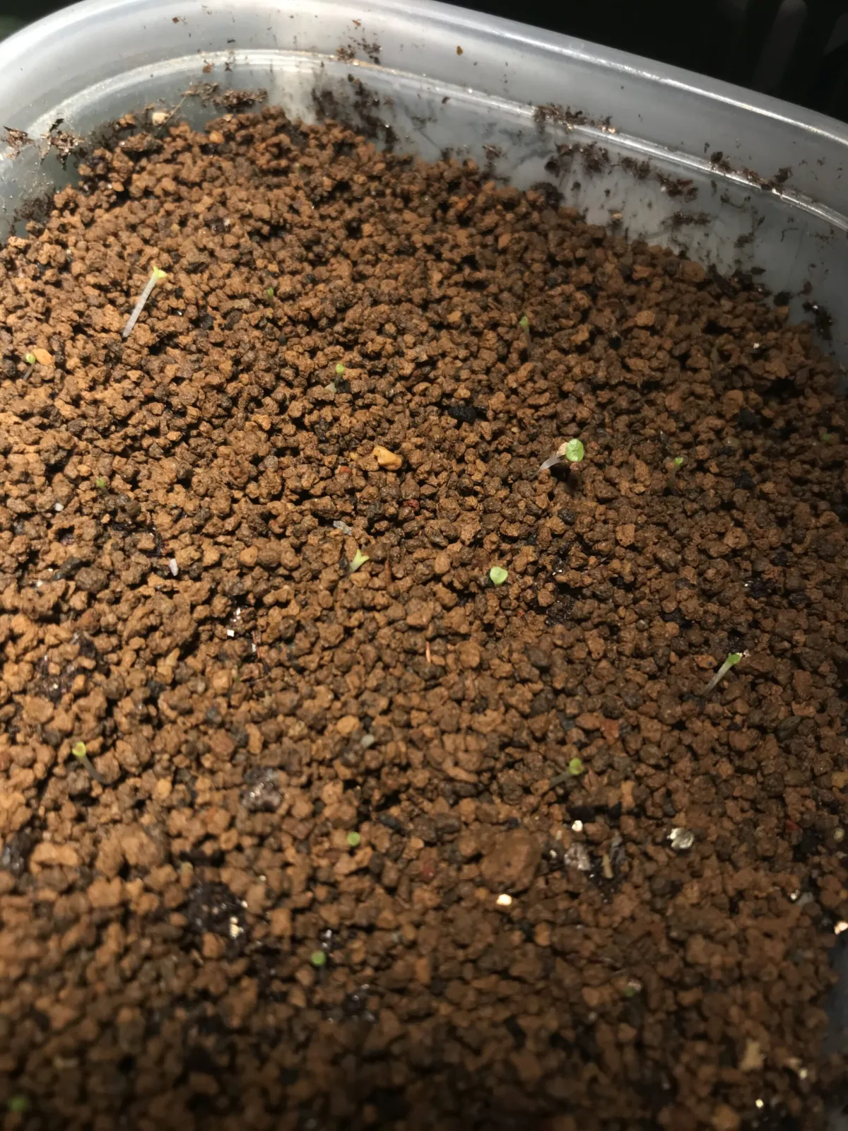 Lithops Mix (リトープス ミックス)