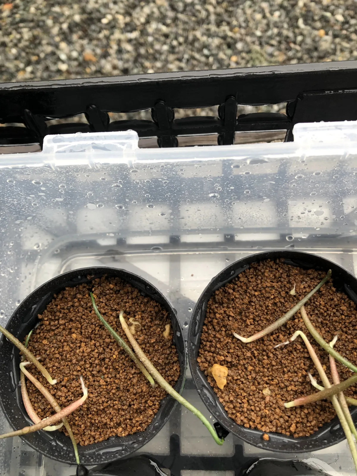 Agave isthmensis (アガベ イシスメンシス)