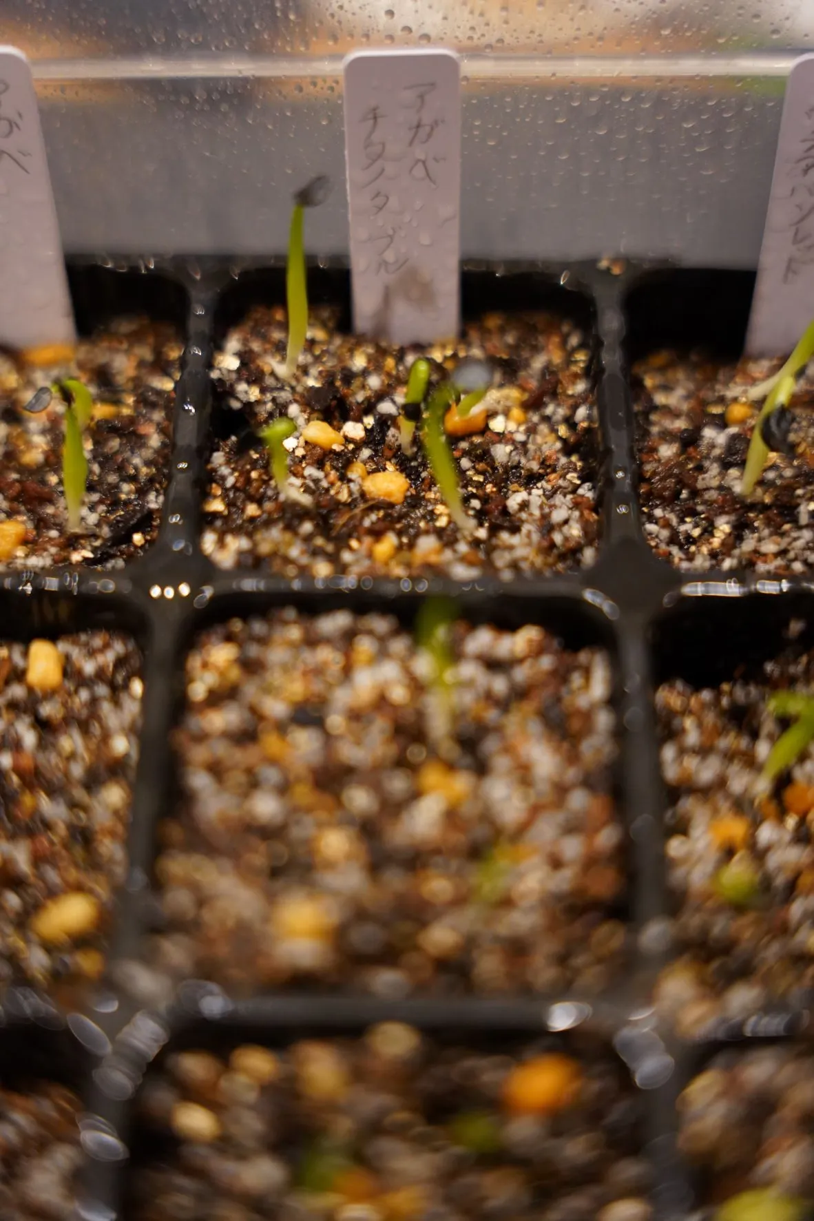 Agave titanota 'Blue' (アガベ チタノタブルー)