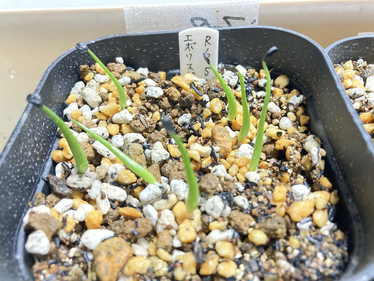 Agave utahensis var. eborispina (アガベ エボリスピナ)