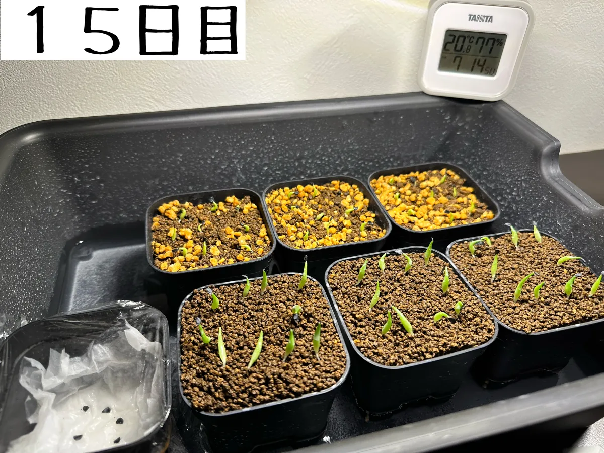 Agave oteroi (アガベ オテロイ)