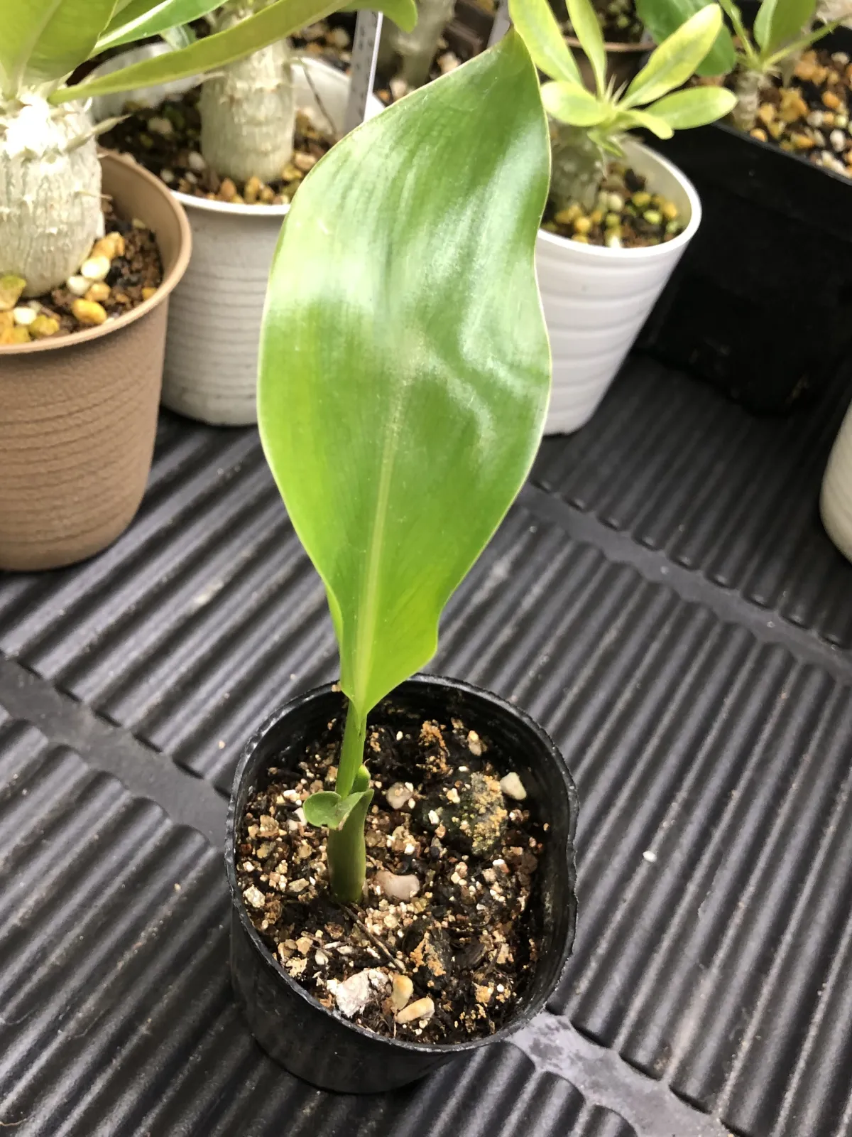 Strelitzia reginae (ストレリチア レジーナ)