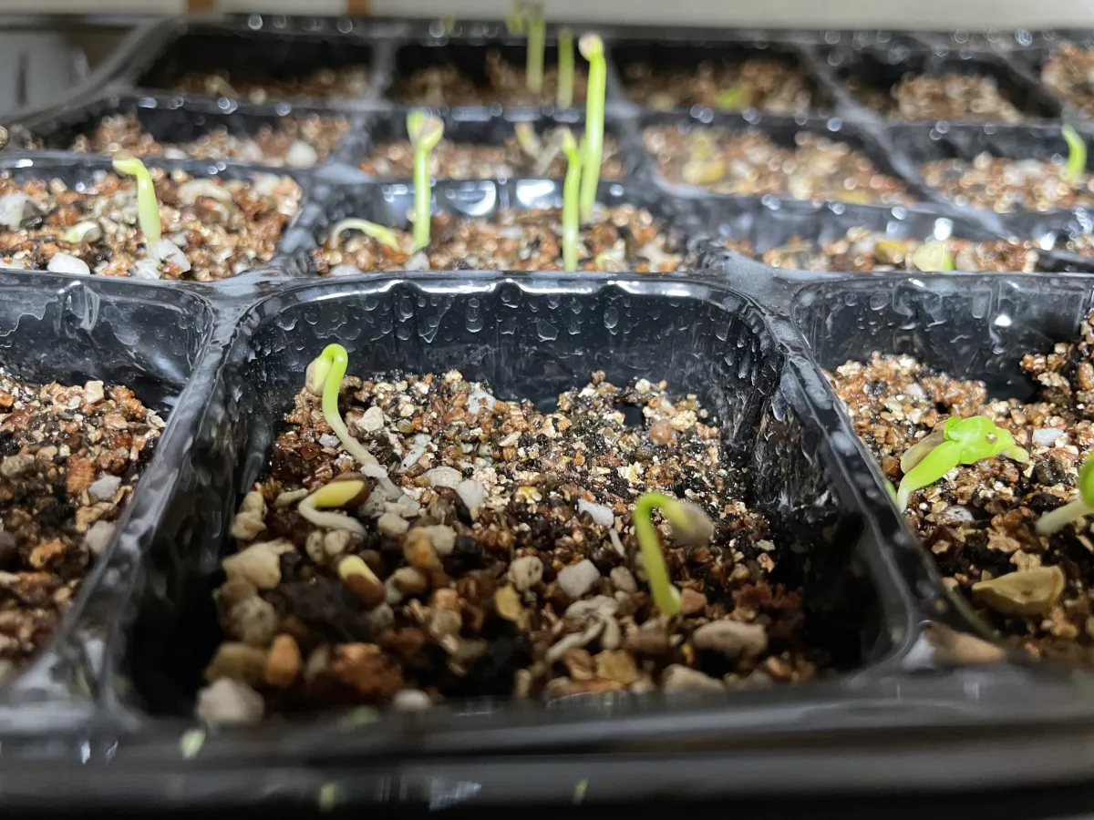 Euphorbia inermis var. huttonae (ユーフォルビア イネルミス 九頭竜)