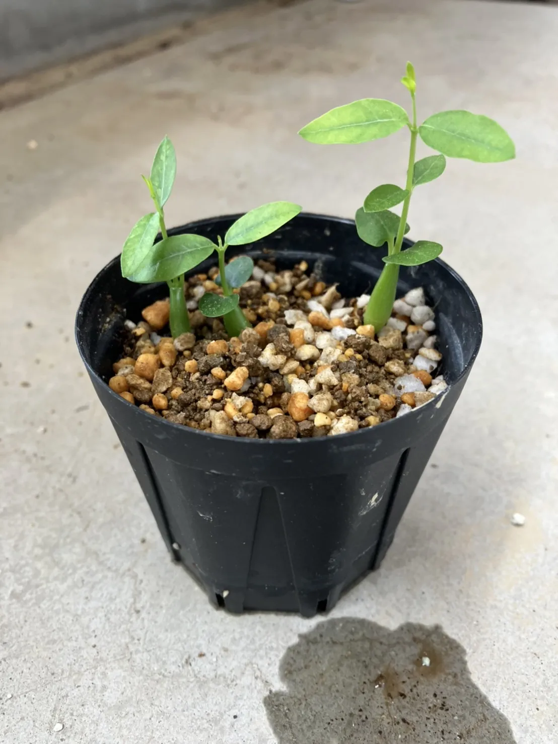 Fockea edulis (フォッケア 火星人)