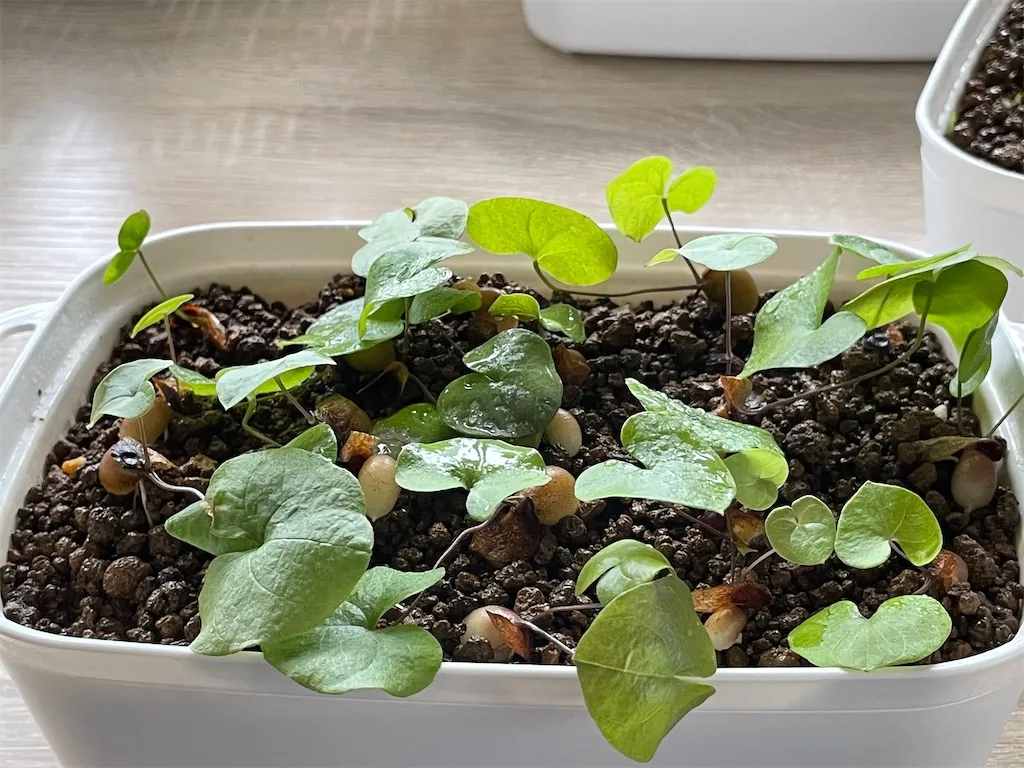 Dioscorea elephantipes (ディオスコレア エレファンティペス アフリカ亀甲竜)