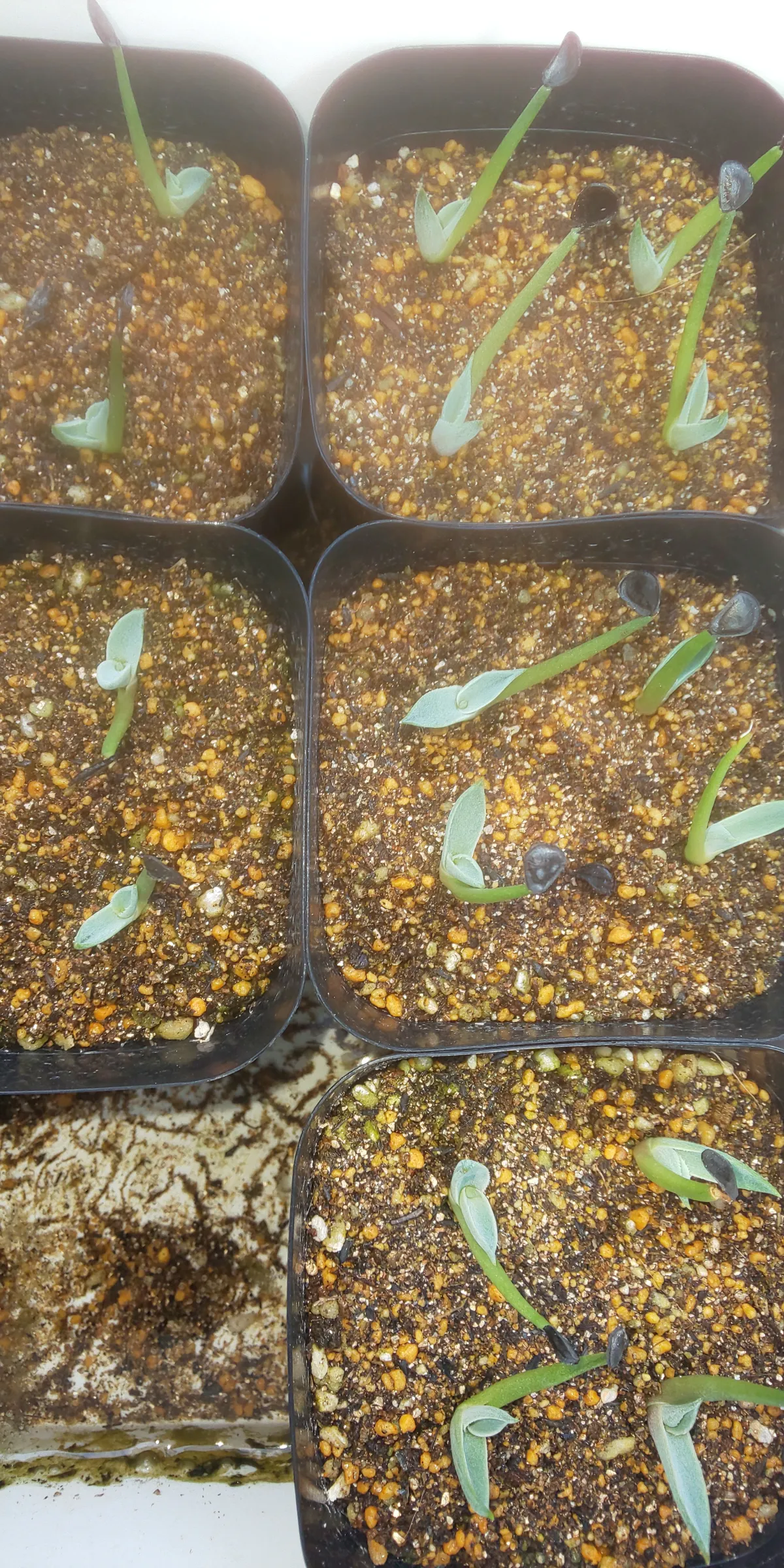 Agave montana (アガベ モンタナ)