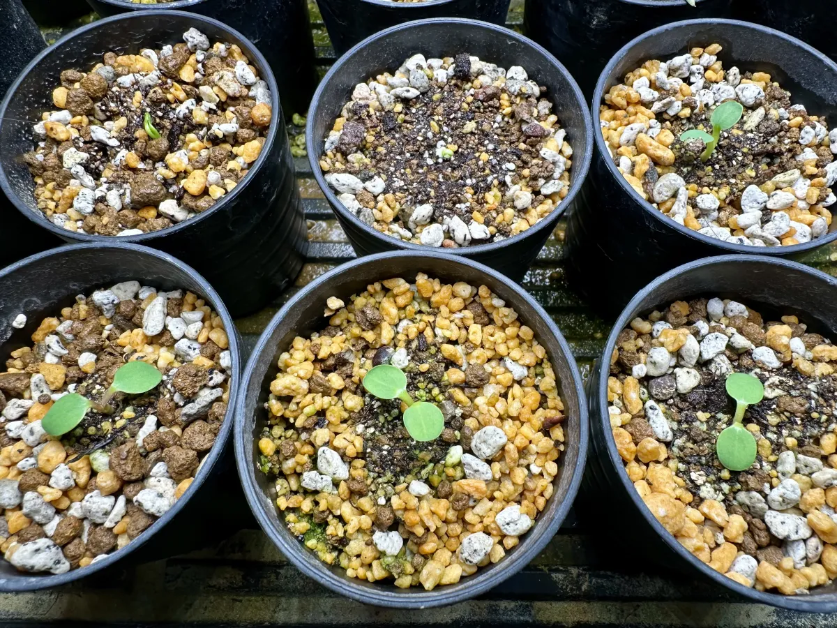 Euphorbia guillauminiana (ユーフォルビア ギラウミニアナ)