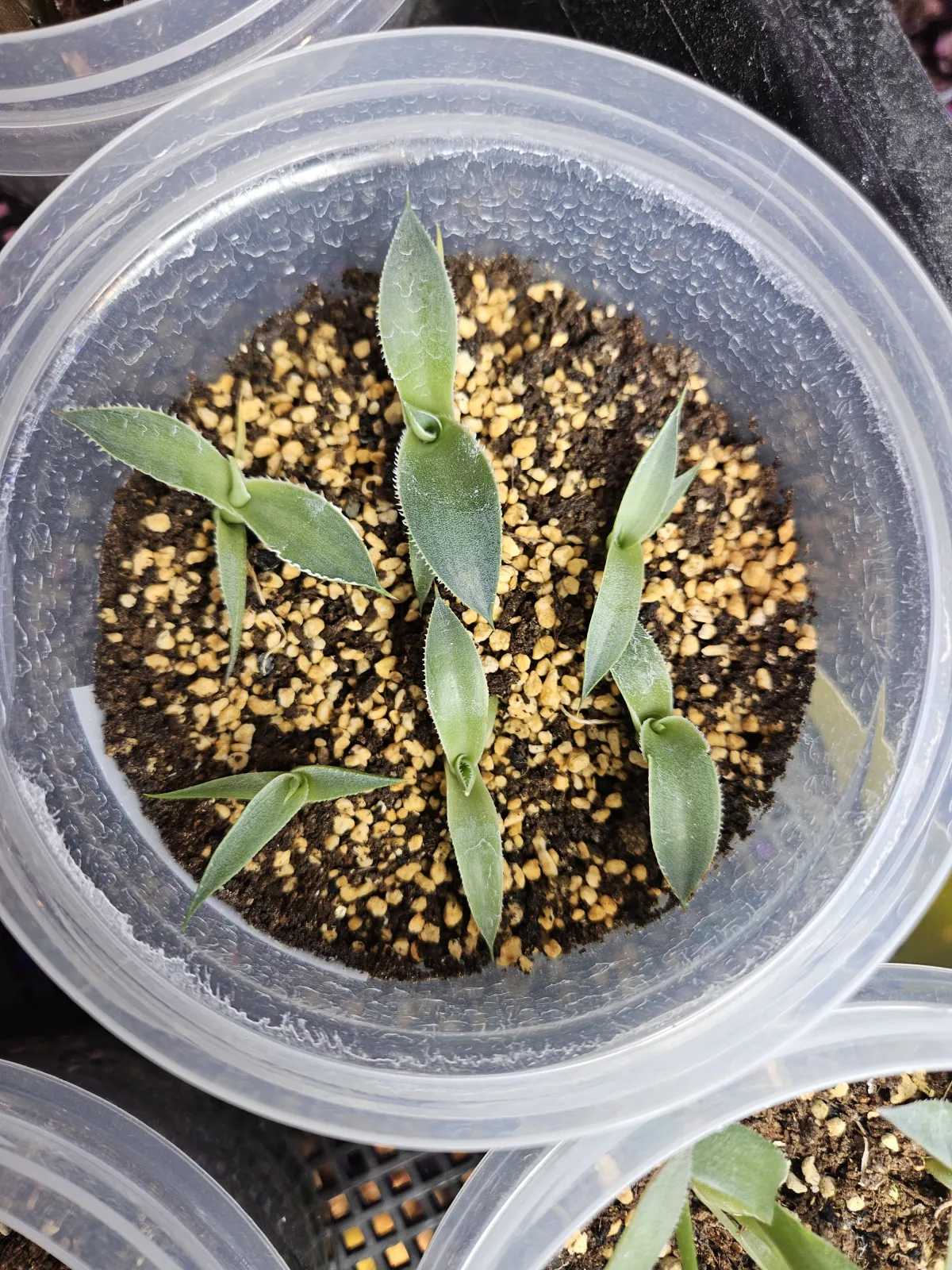 Agave filifera var. compacta (アガベ フィリフェラコンパクタ)