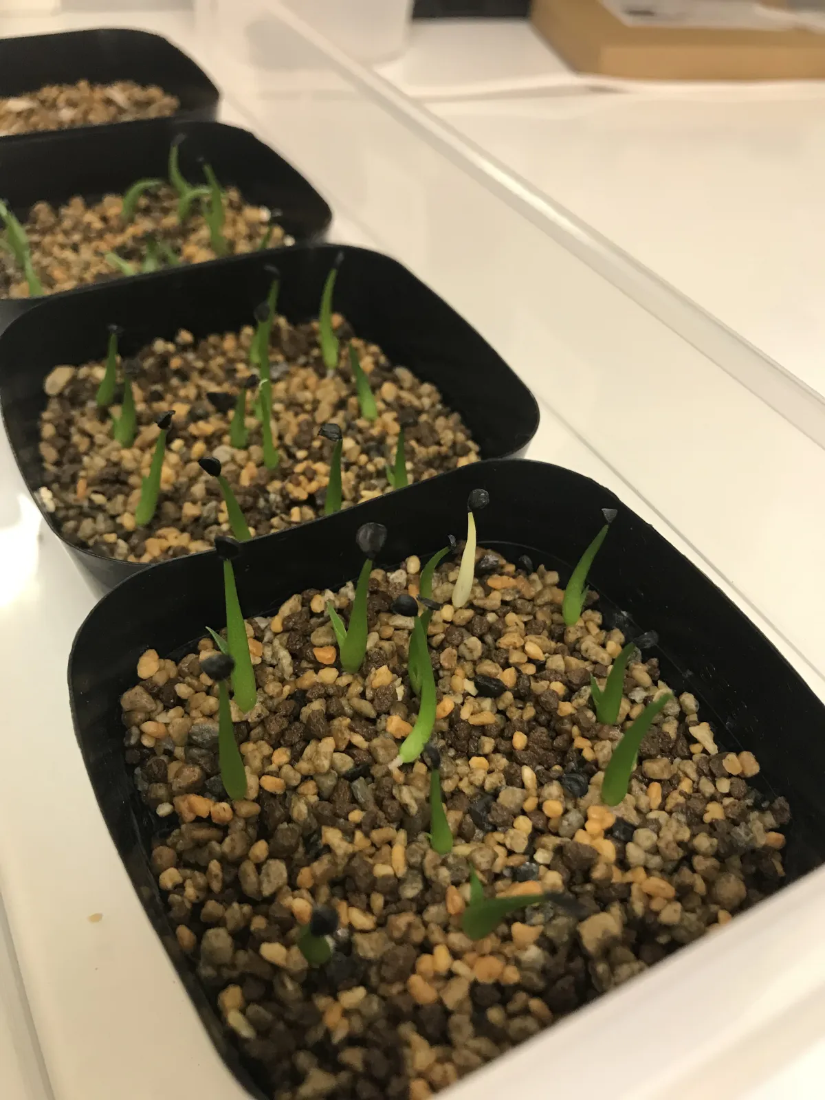 Agave utahensis var. eborispina (アガベ エボリスピナ)