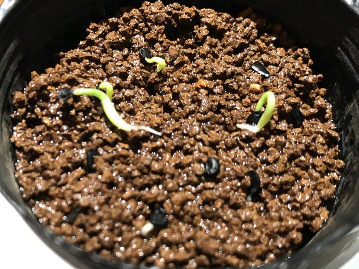 Agave horrida ssp. horrida (アガベ ホリダ)