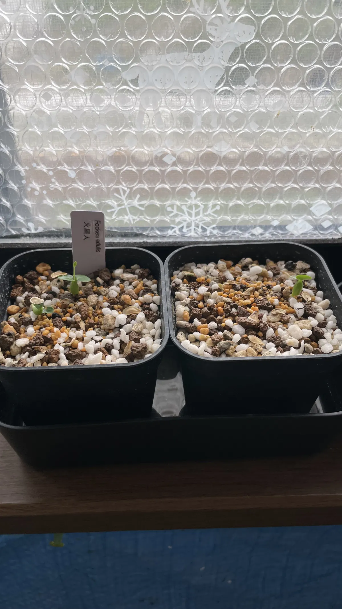 Fockea edulis (フォッケア 火星人)