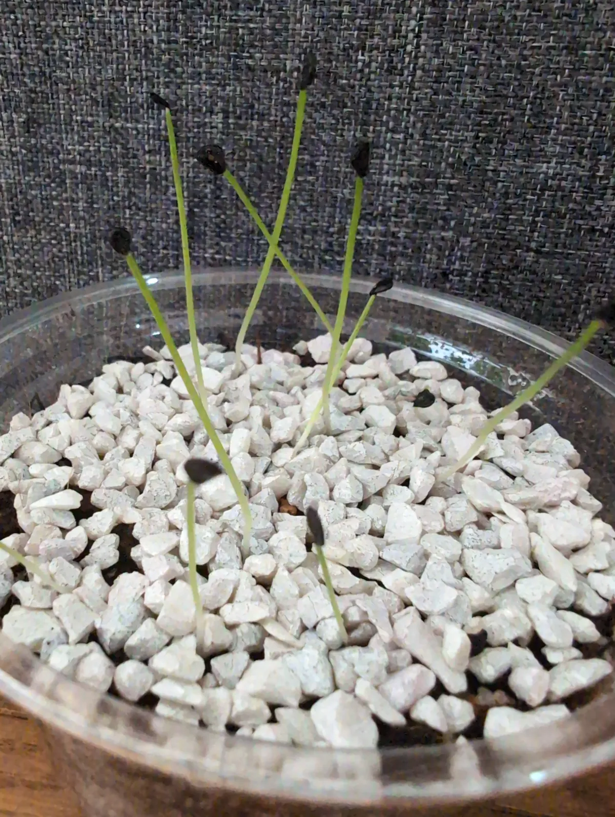 Agave attenuata (アガベ アテナータ 初緑)