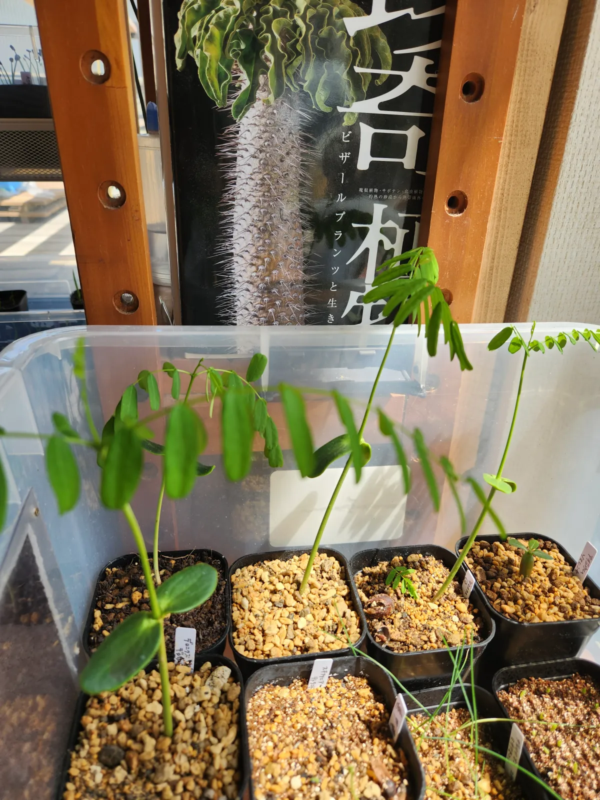 Delonix decaryi (デロニクス デカリー)