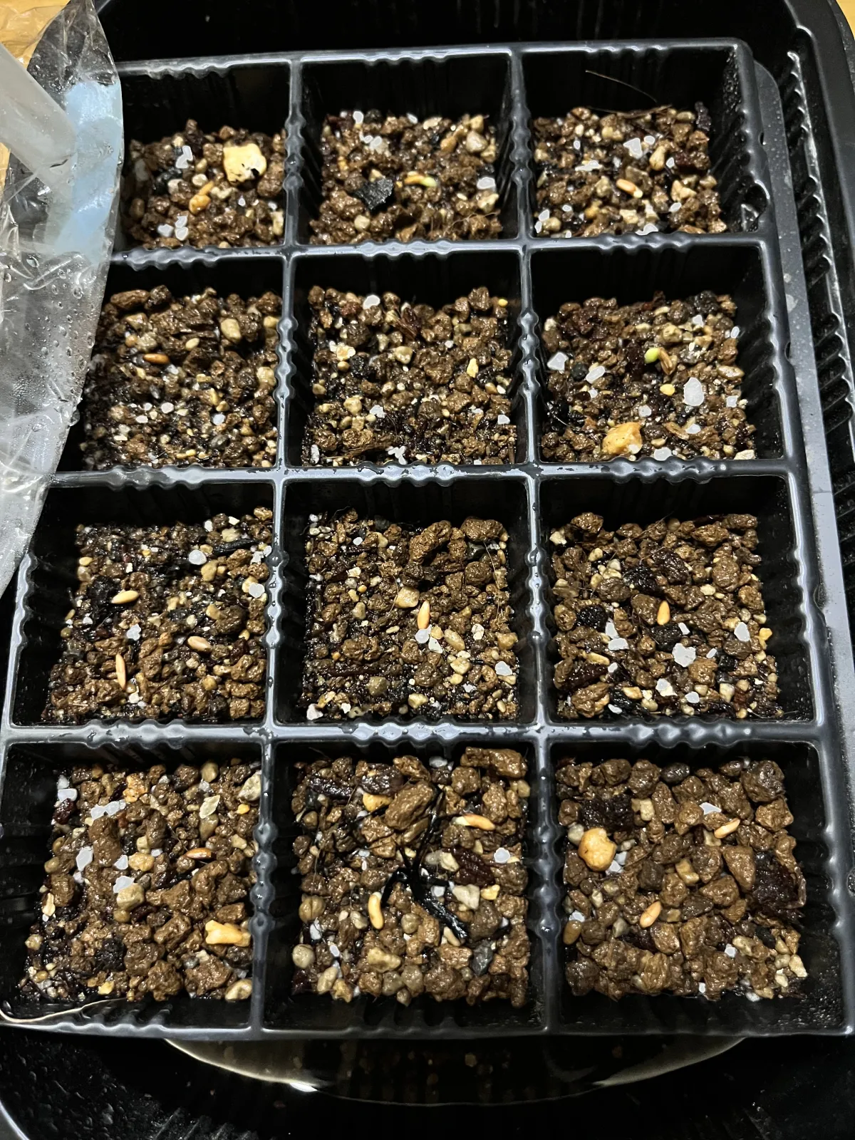 Pachypodium brevicaule subsp. leucoxanthum (パキポディウム レウコキサンツム)