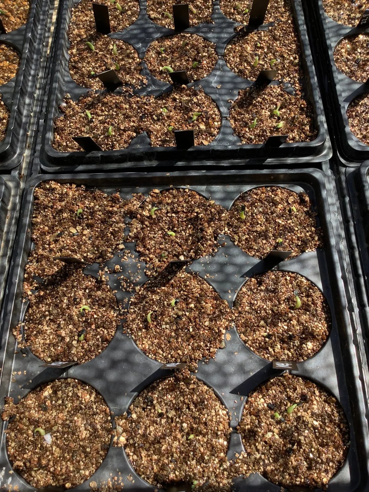 Agave montana (アガベ モンタナ)