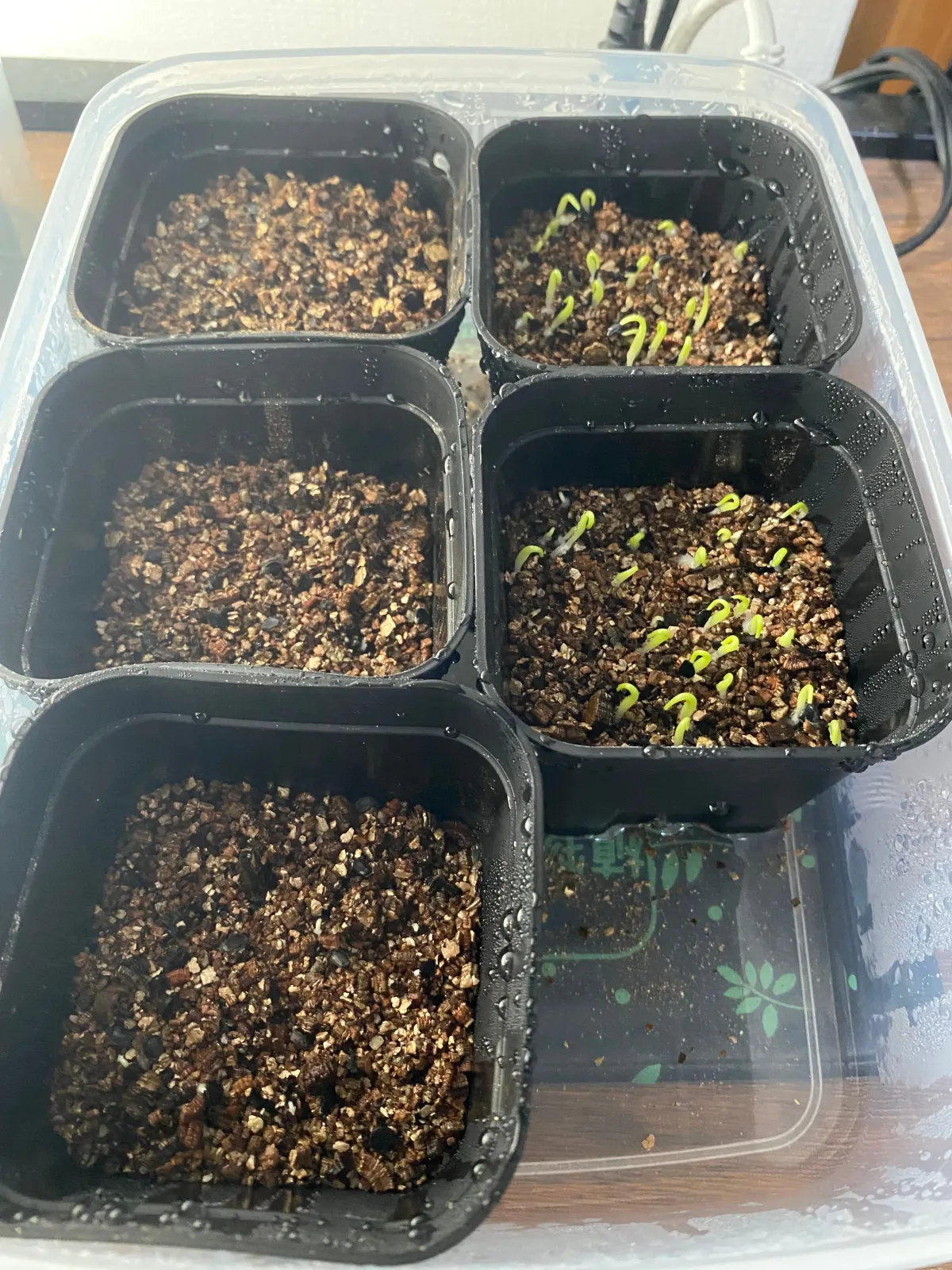 Agave oteroi (アガベ オテロイ)