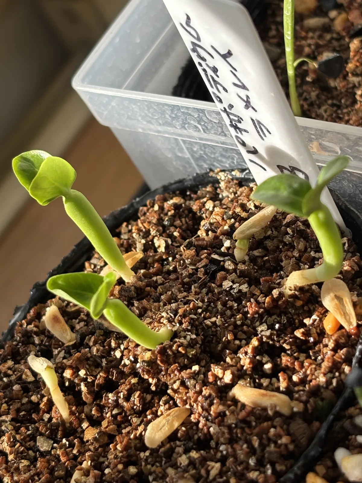 Pachypodium lamerei (パキポディウム ラメレイ 夢叶棒)