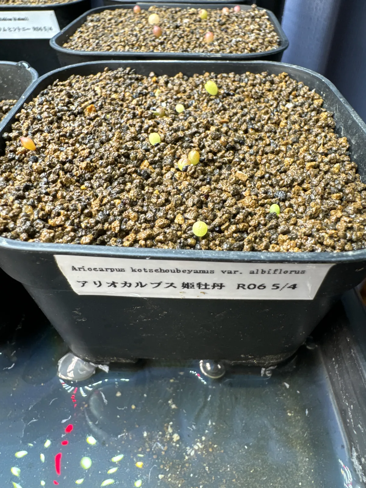 Ariocarpus kotschoubeyanus var. albiflorus (アリオカルプス 姫牡丹)