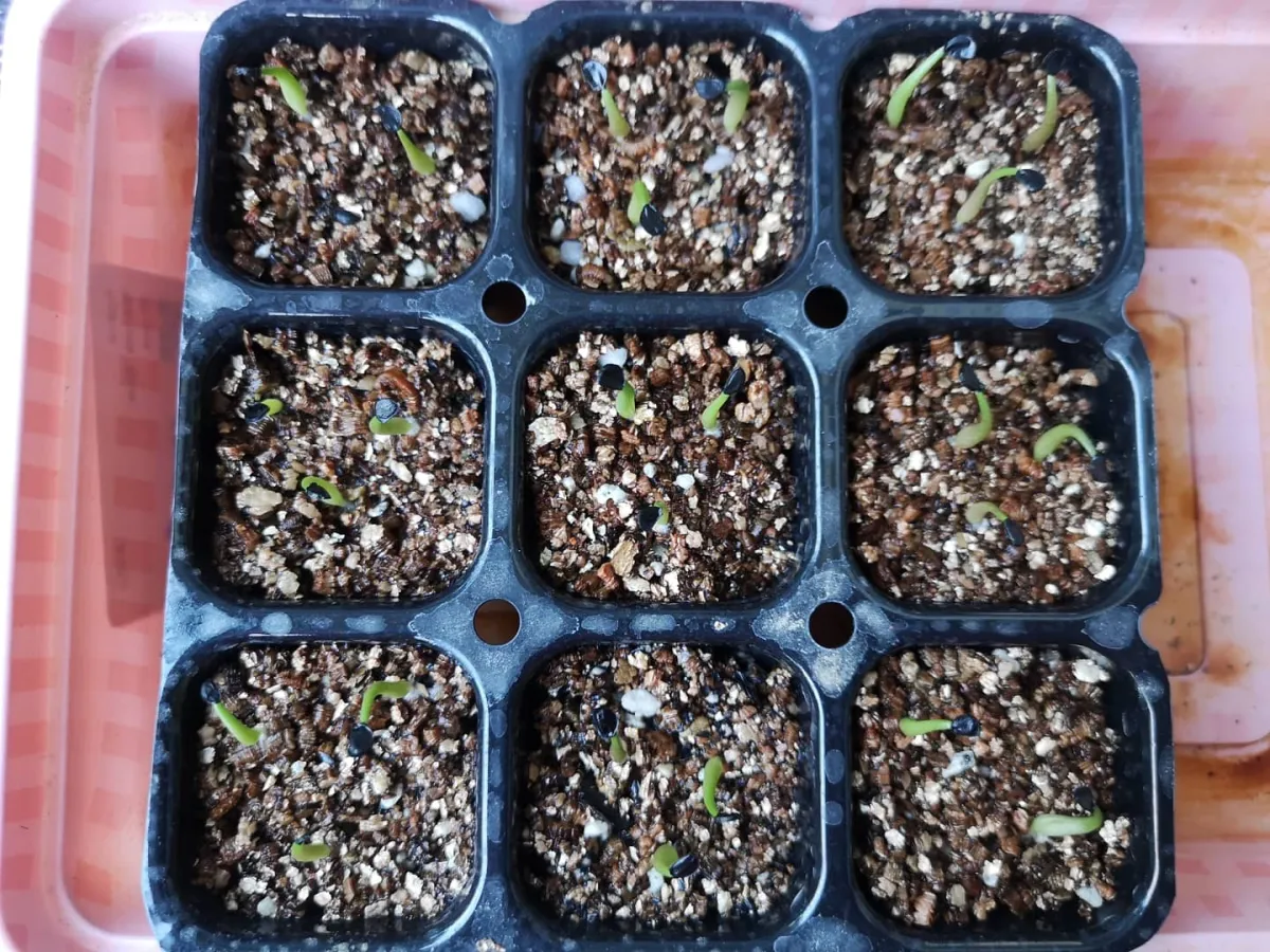 Agave titanota 'Blue' (アガベ チタノタブルー)