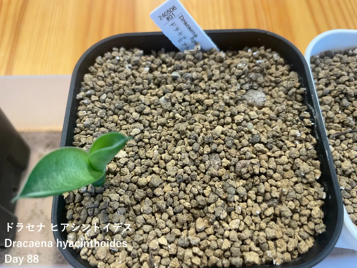 Dracaena hyacinthoides (ドラセナ ヒアシントイデス)