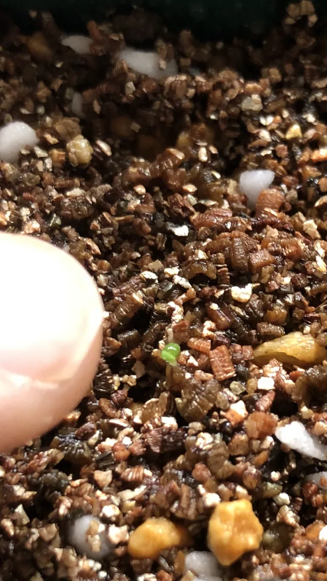 Tylecodon paniculatus (ティレコドン パニクラタス)