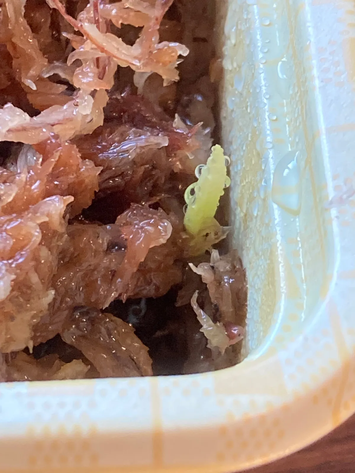 Brahea armata (ブラヘア アルマータ)