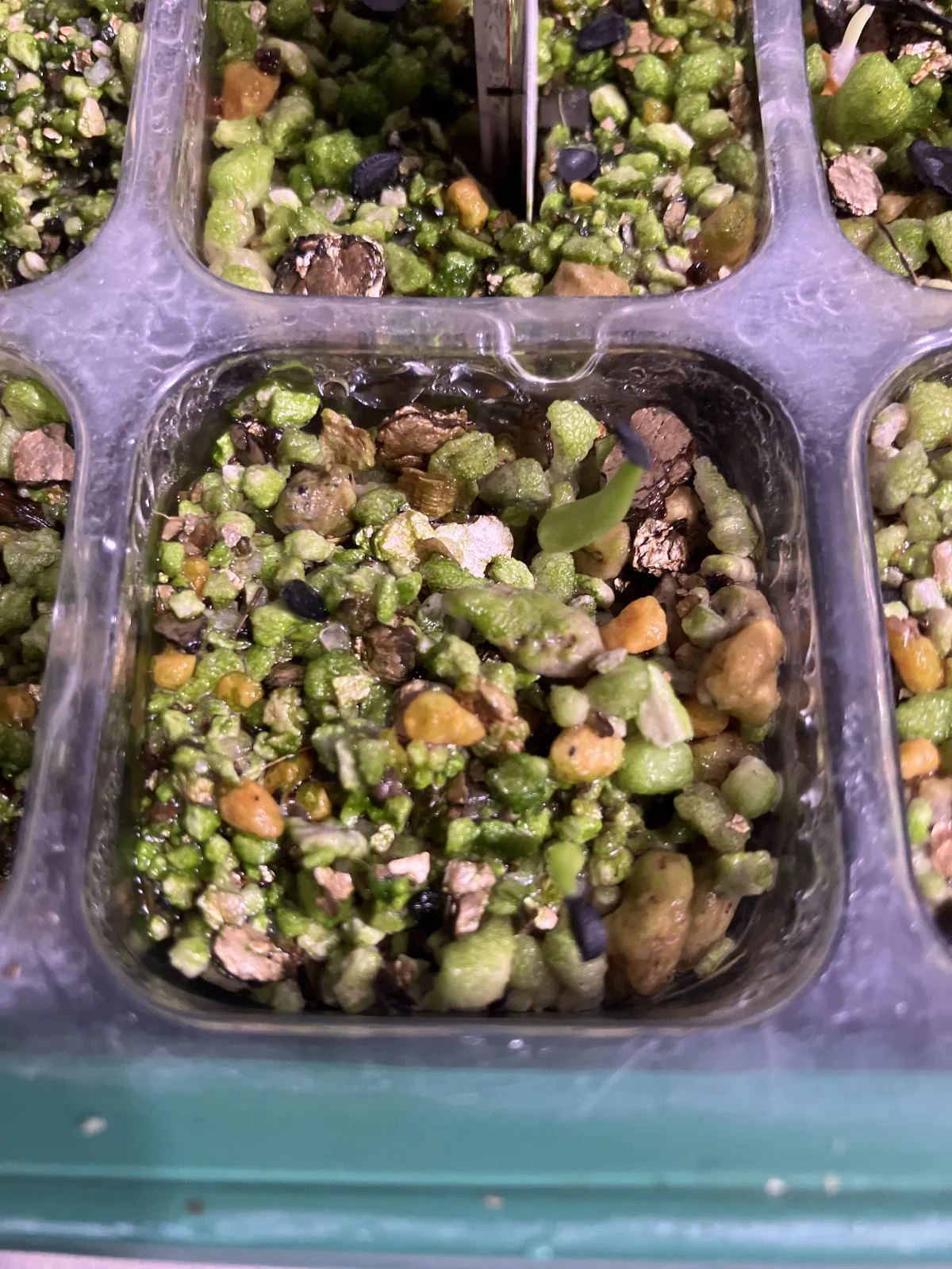 Agave victoriae-reginae (アガベ ビクトリアレジーナエ 笹の雪)