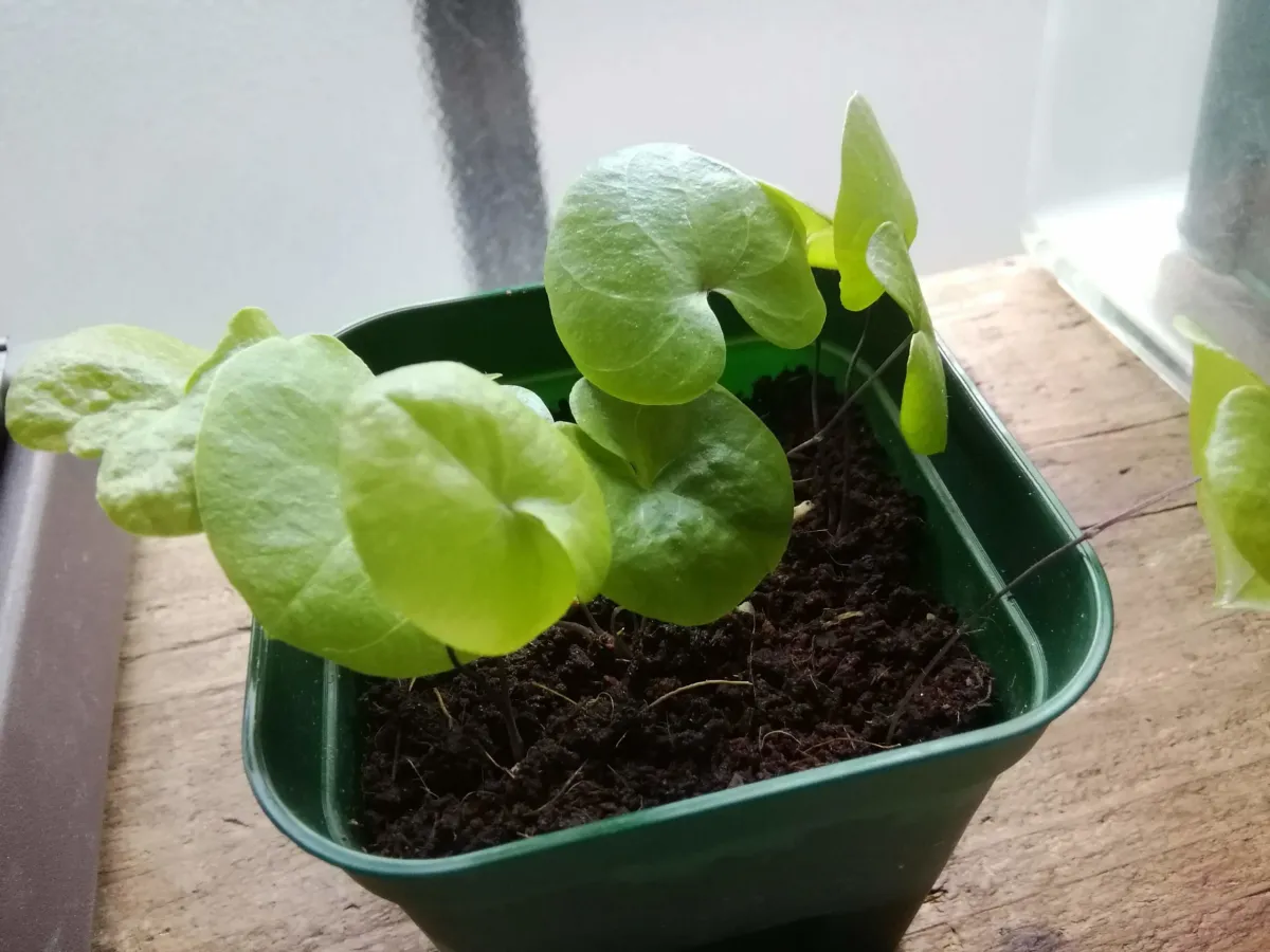 Dioscorea elephantipes (ディオスコレア エレファンティペス アフリカ亀甲竜)