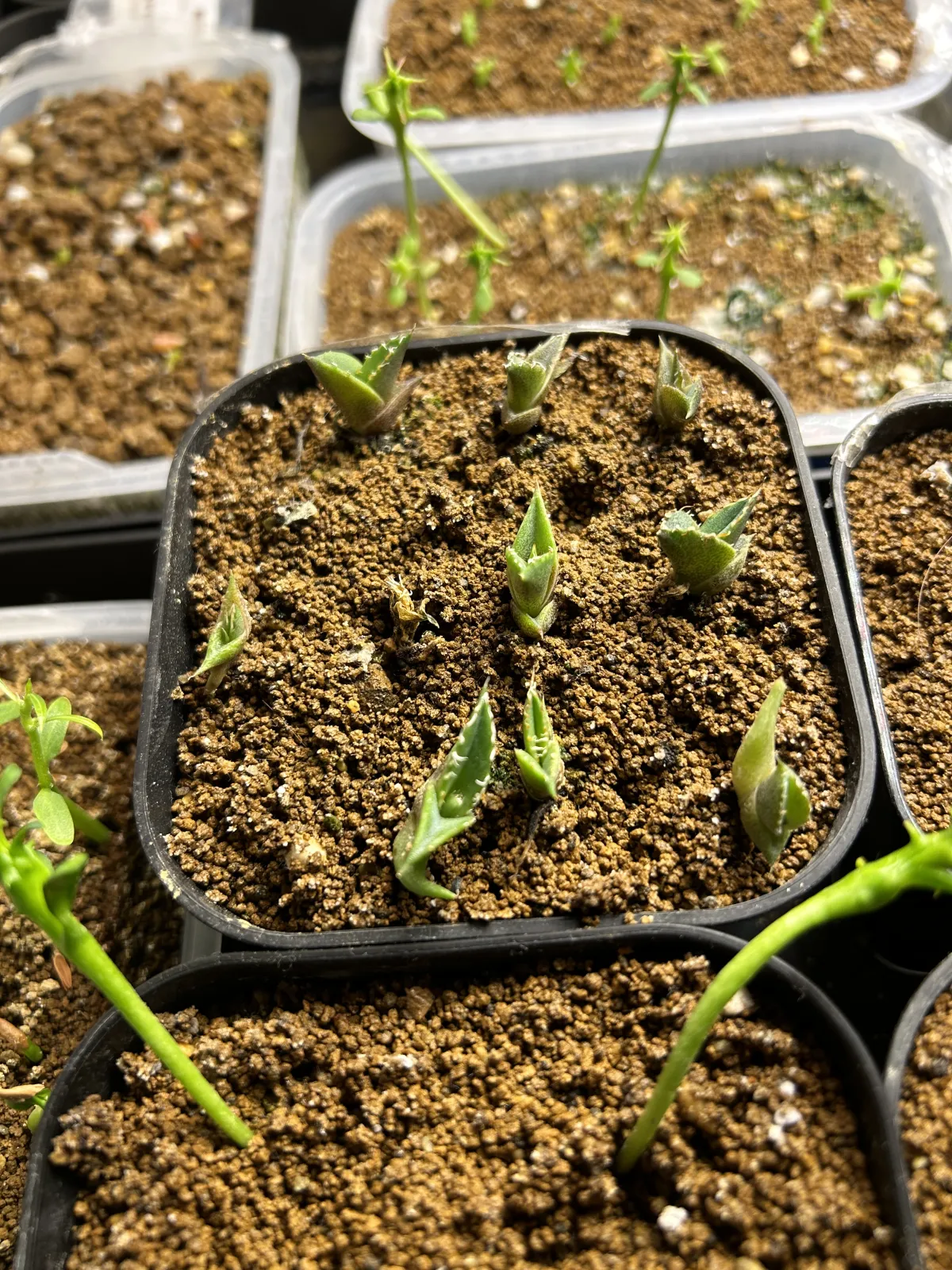 Agave oteroi (アガベ オテロイ)