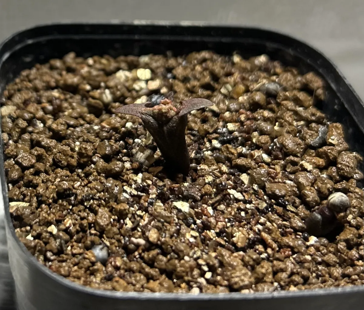 Euphorbia canariensis (ユーフォルビア カナリエンシス)