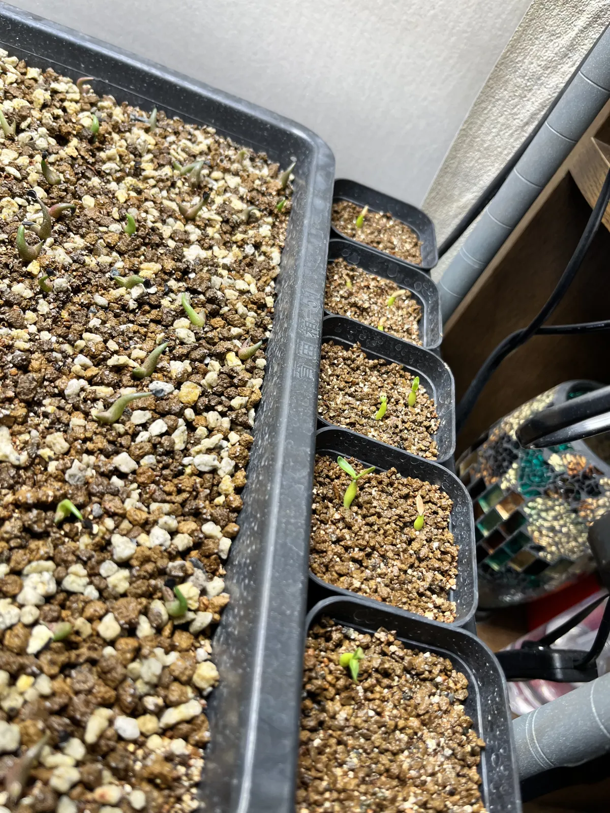 Pachypodium rosulatum var. gracilius (パキポディウム グラキリス)