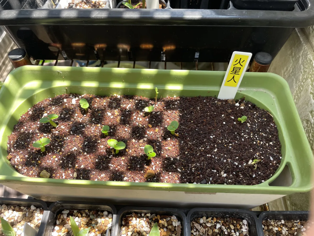 Fockea edulis (フォッケア 火星人)