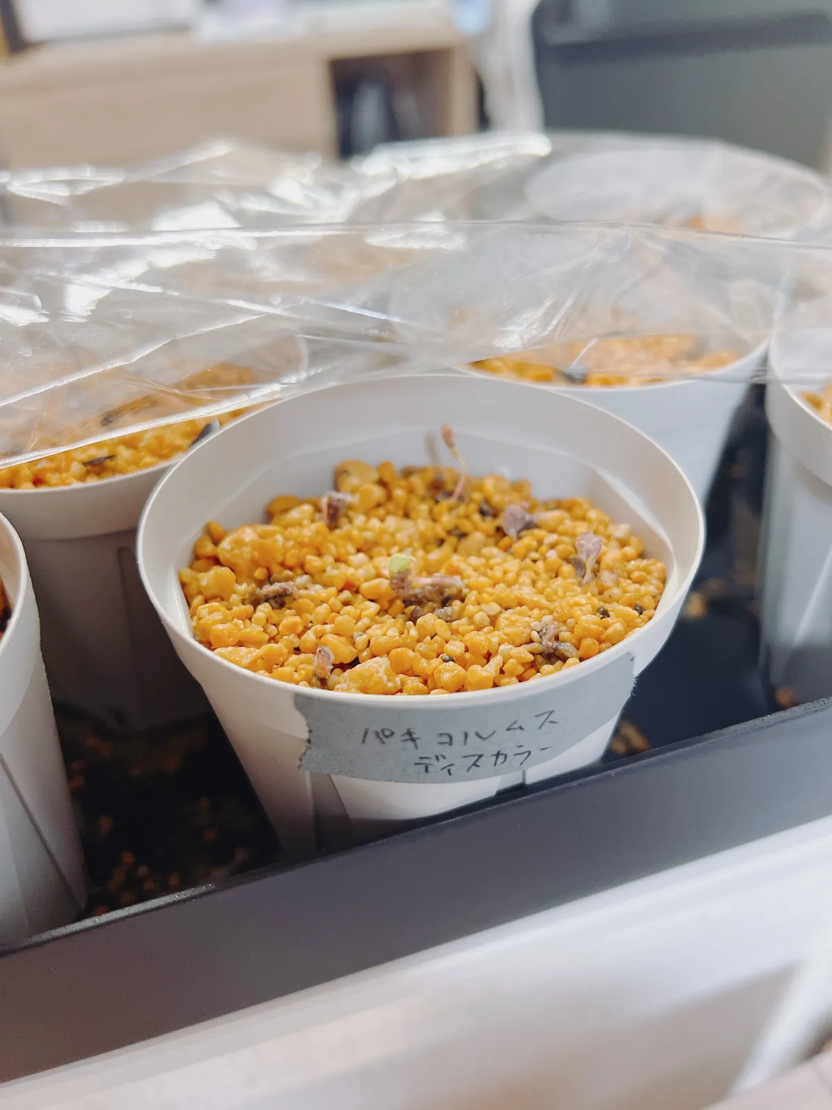 Pachycormus discolor (パキコルムス ディスカラー)