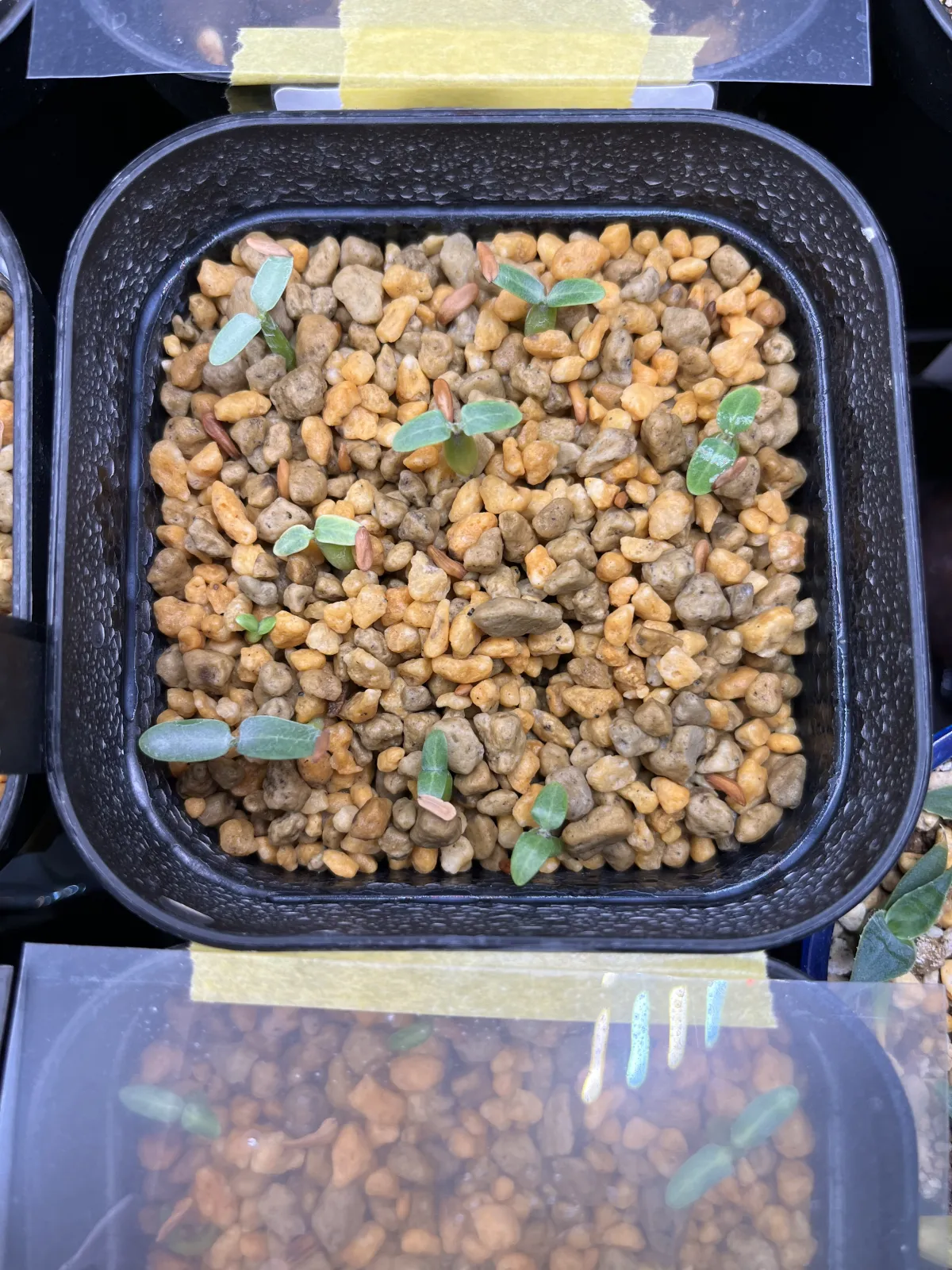 Pachypodium rosulatum (パキポディウム ロスラーツム)