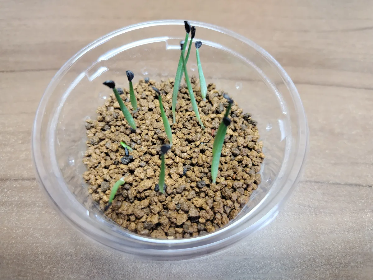 Agave vilmoriniana (アガベ ビルモリニアナ)