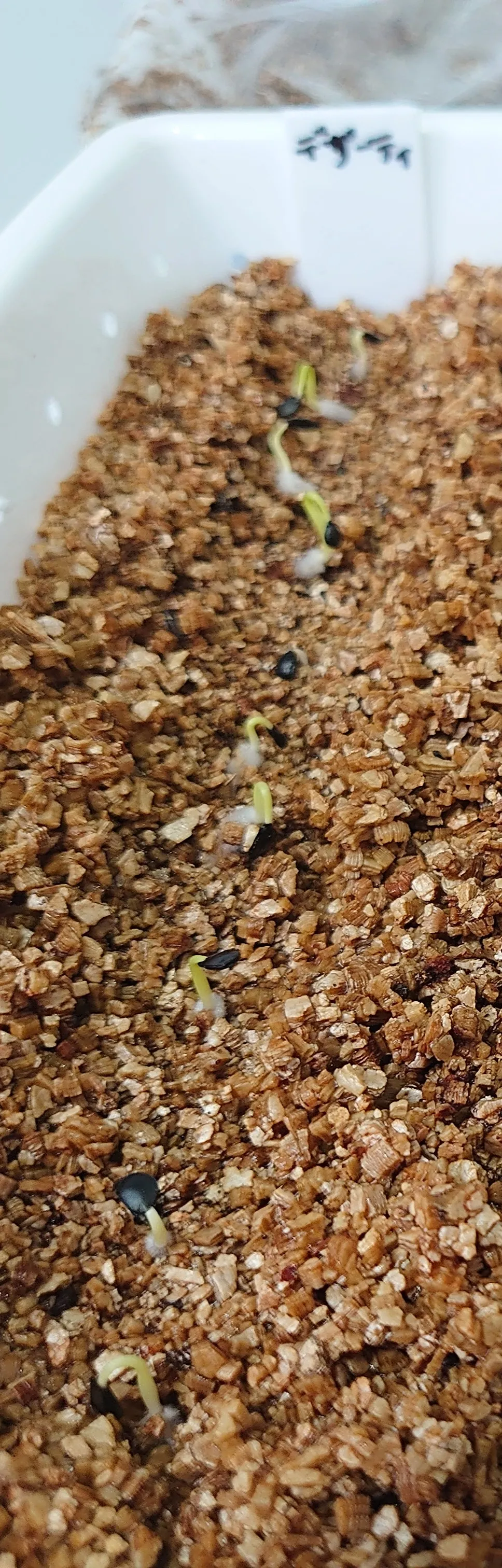 Agave deserti var. pringlei (アガベ プリングレイ)