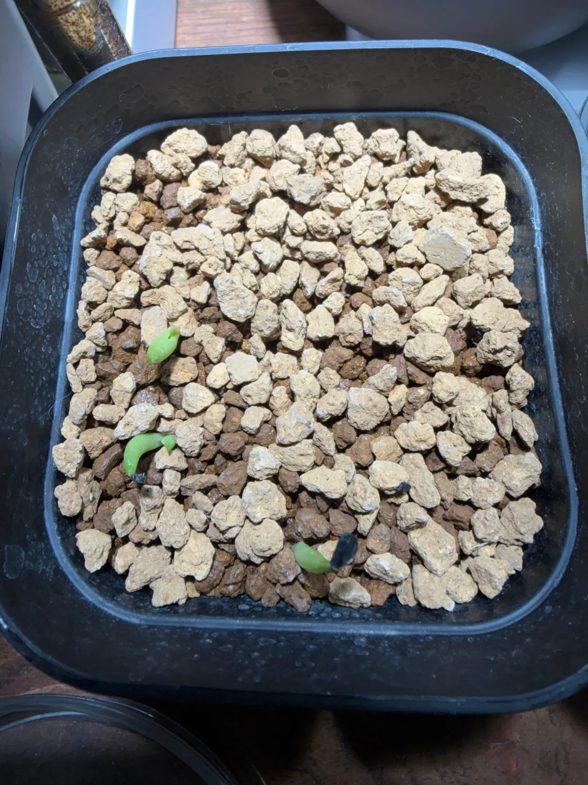 Agave oteroi (アガベ オテロイ)