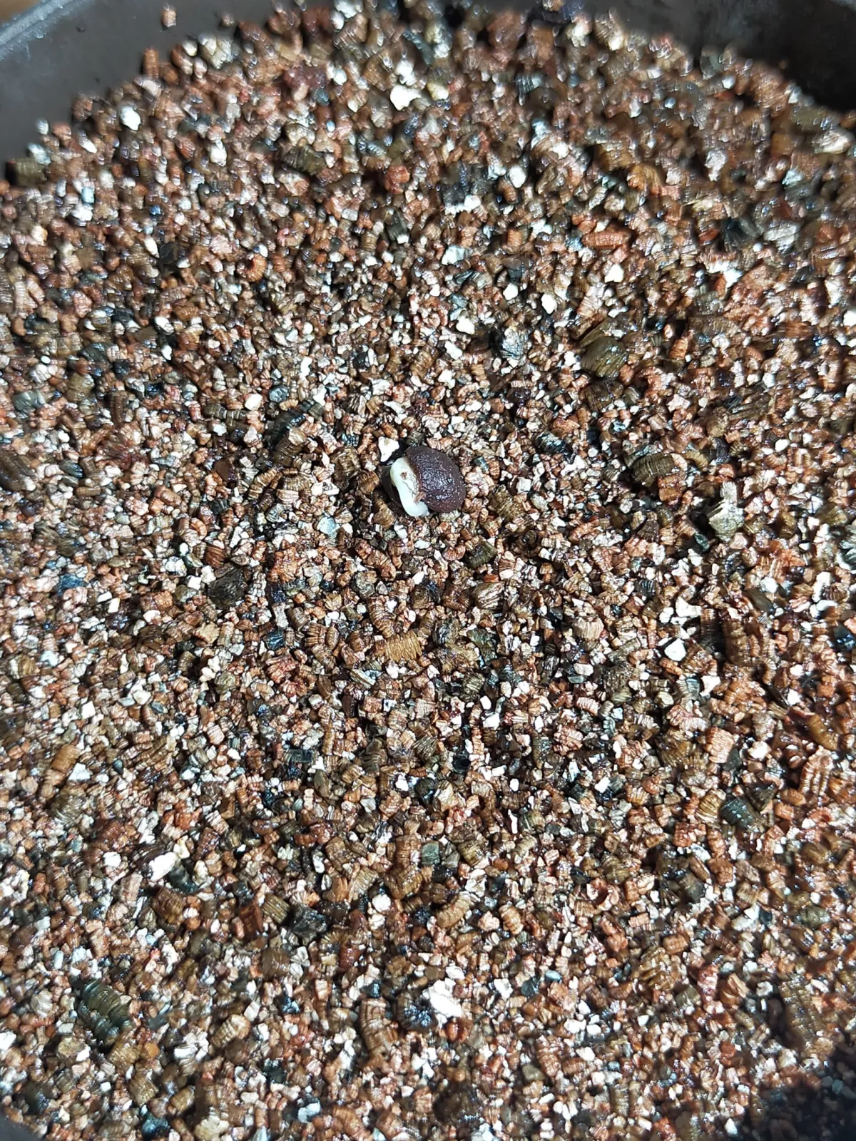 Operculicarya pachypus (オペルクリカリア パキプス)