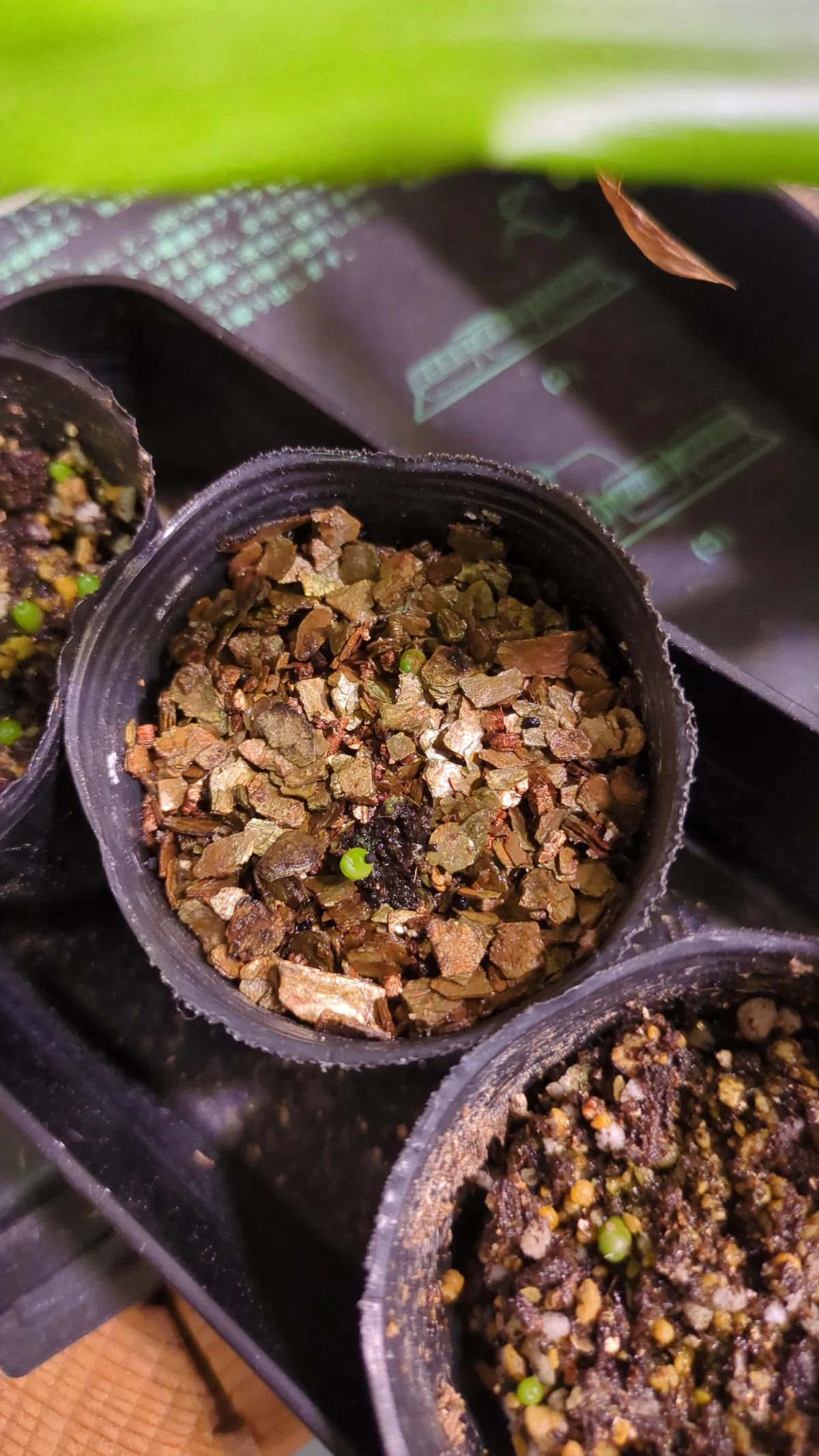 Ariocarpus kotschoubeyanus var. elephantidens (アリオカルプス エレファンティデンス)