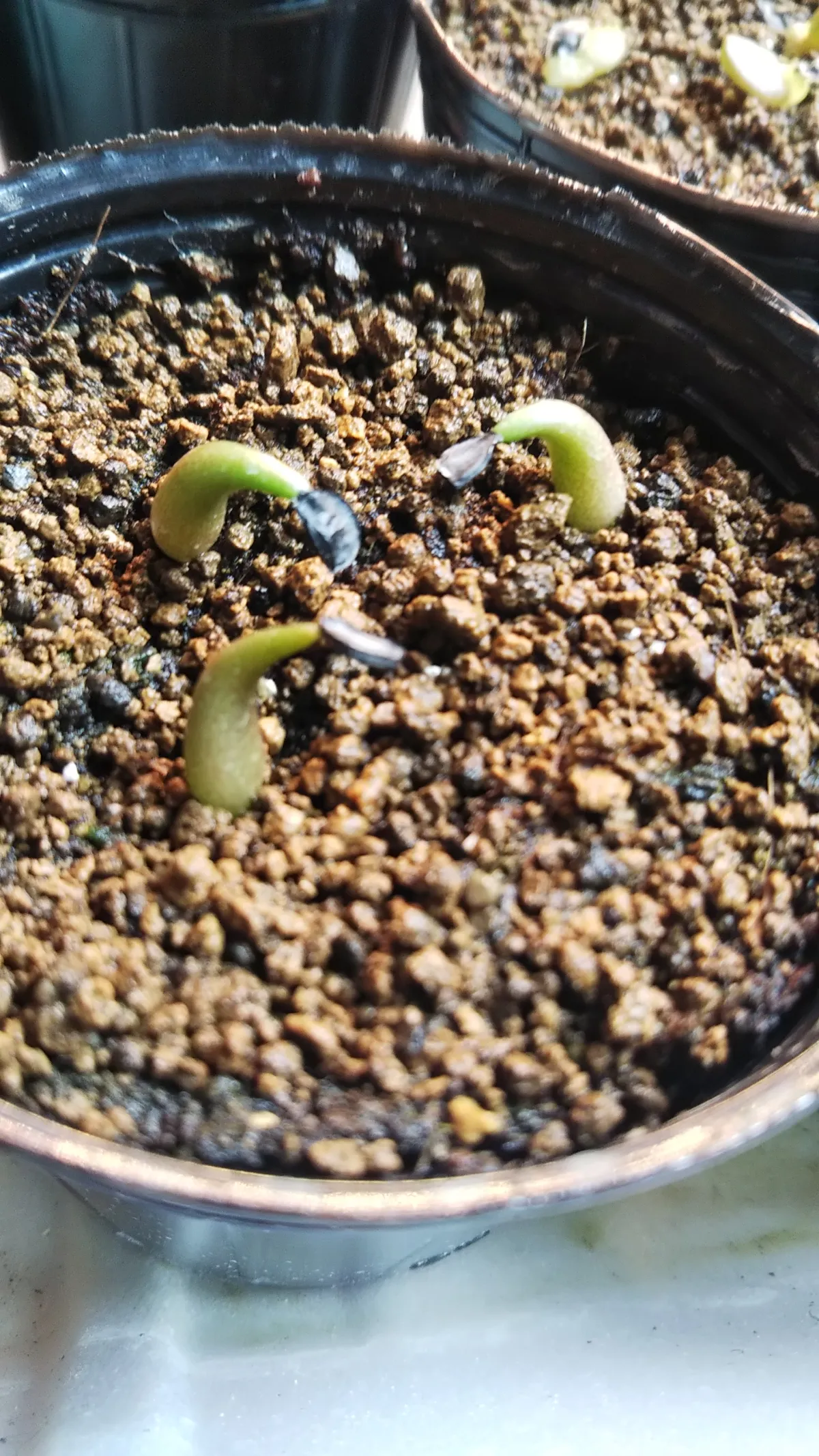 Agave oteroi (アガベ オテロイ)