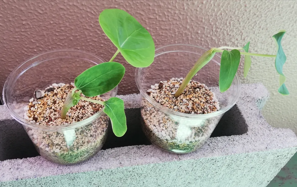 Jatropha podagrica yellow (ヤトロファ ポダグリカ イエロー 'サンゴ油桐')