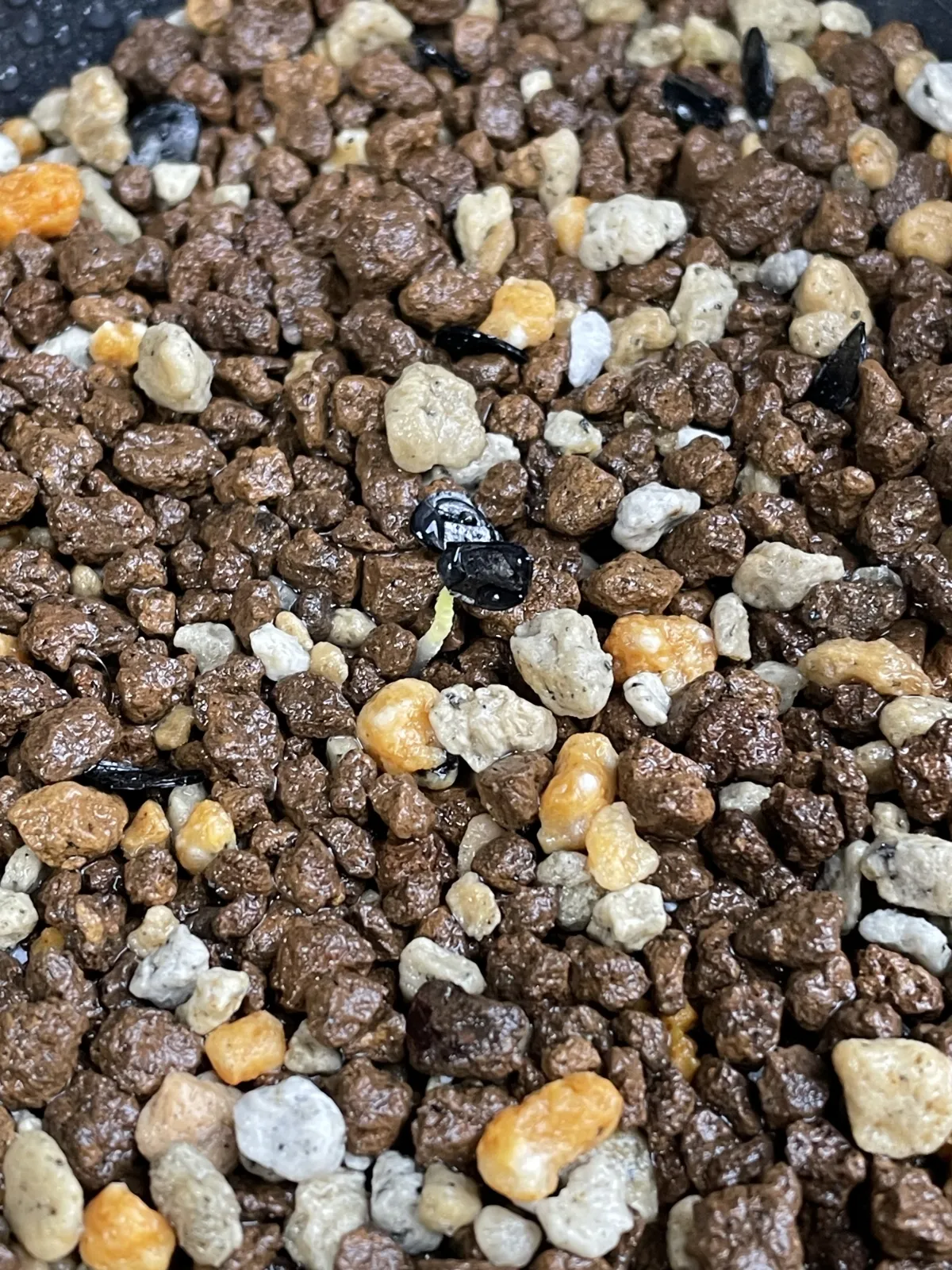 [チャレンジ種子] アガベ シャウィ（発芽難） Agave shawii subsp. shawii (発芽難)