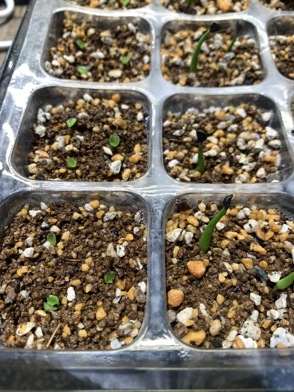 Agave utahensis var. nevadensis (アガベ ユタエンシス ネヴァデンシス)