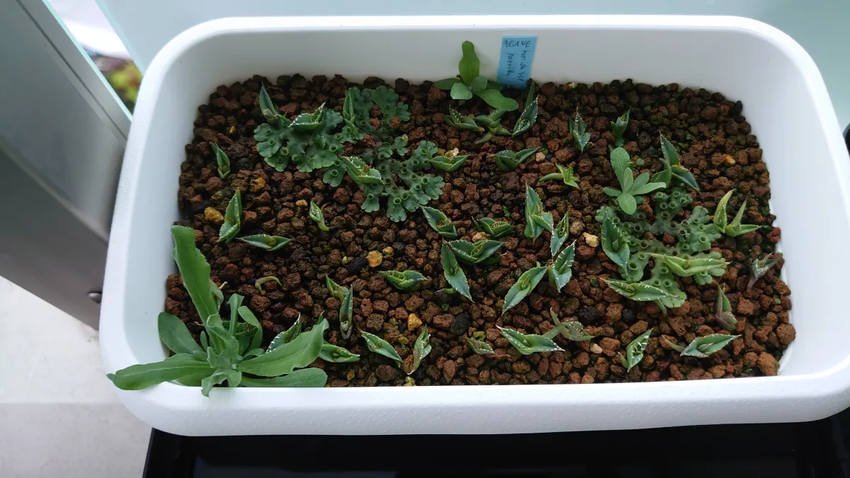 Agave horrida ssp. horrida (アガベ ホリダ)